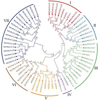 Systematic Analysis of Tobacco CrRLK1L Family Genes and Functional Identification of NtCrRLK1L47 in Environmental Stresses